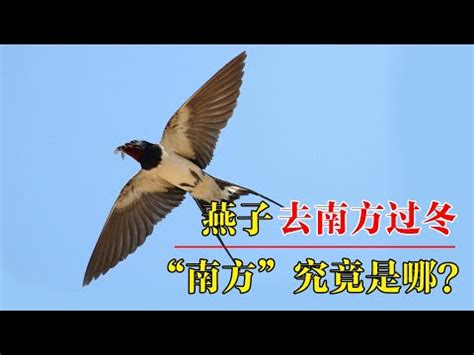 燕子 飛|帶著福氣的鳥兒：燕子